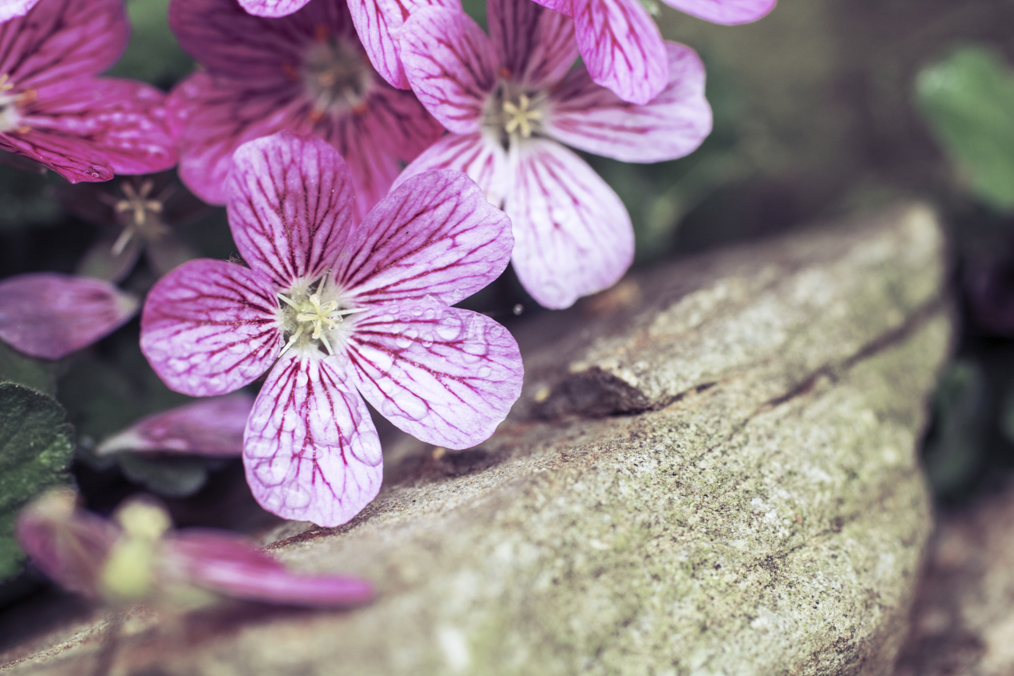 Canon EOS 750D (EOS Rebel T6i / EOS Kiss X8i) + Canon EF 50mm F2.5 Macro sample photo. Flowersrockx photography