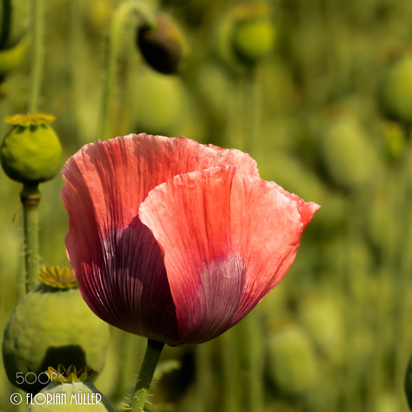 Sony E 18-200mm F3.5-6.3 OSS sample photo. Mohn photography