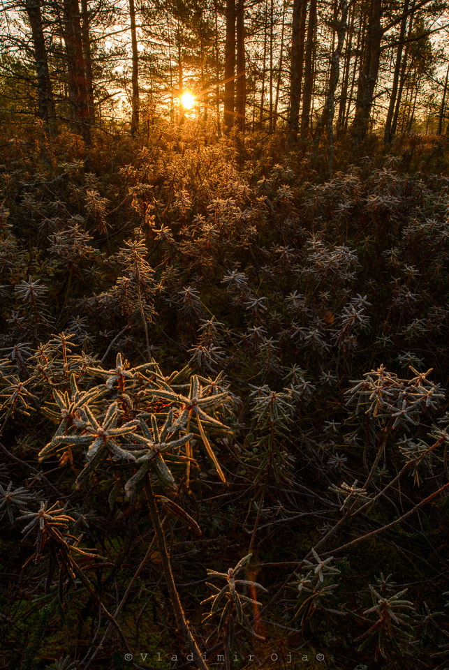 Nikon D800 + Nikon PC-E Nikkor 24mm F3.5D ED Tilt-Shift sample photo. Frozen marsh labrador tea photography