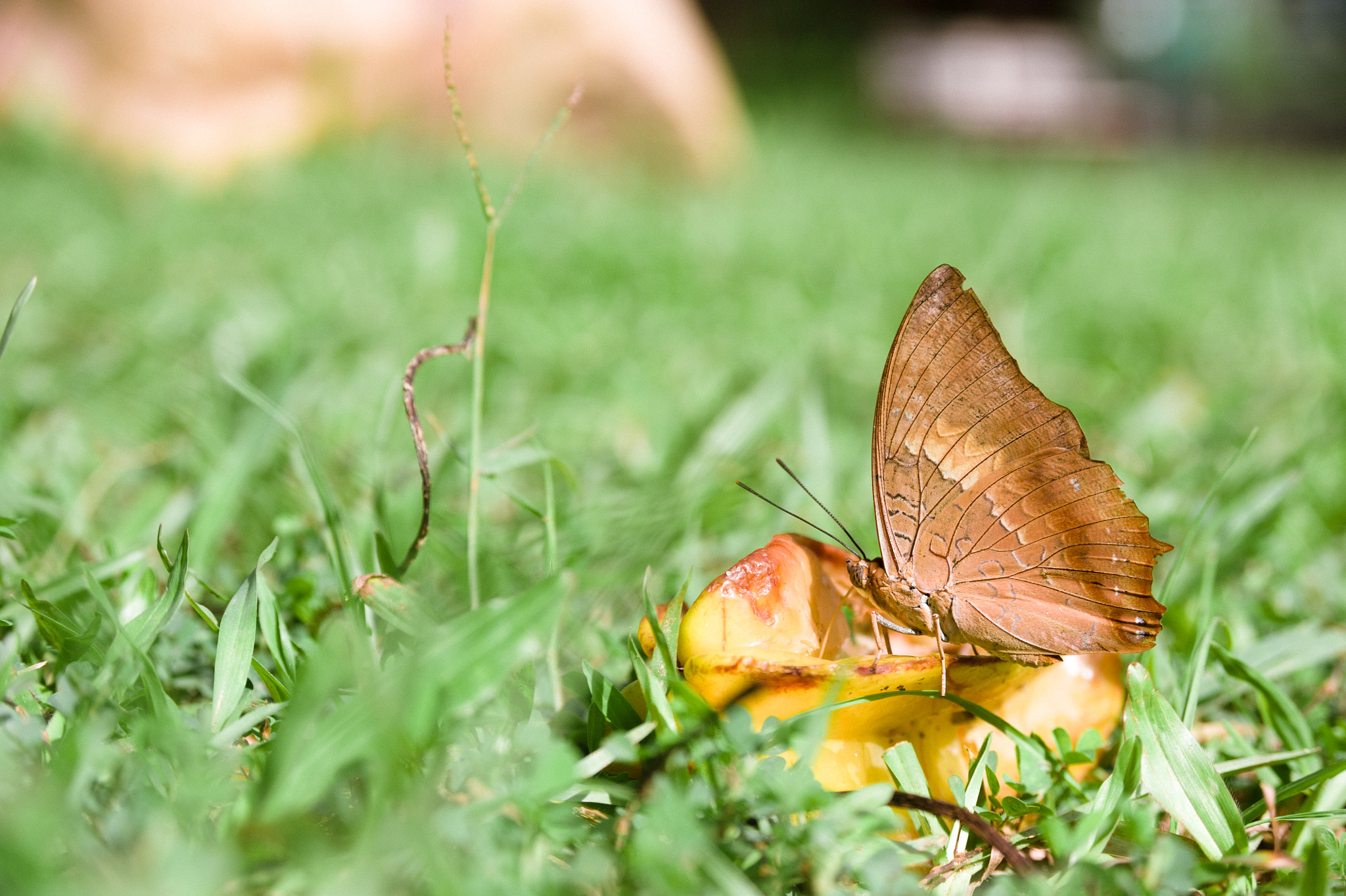 AF Zoom-Nikkor 28-105mm f/3.5-4.5D IF sample photo. A moth (or butterfly?) sucking from the rotten starfruit photography
