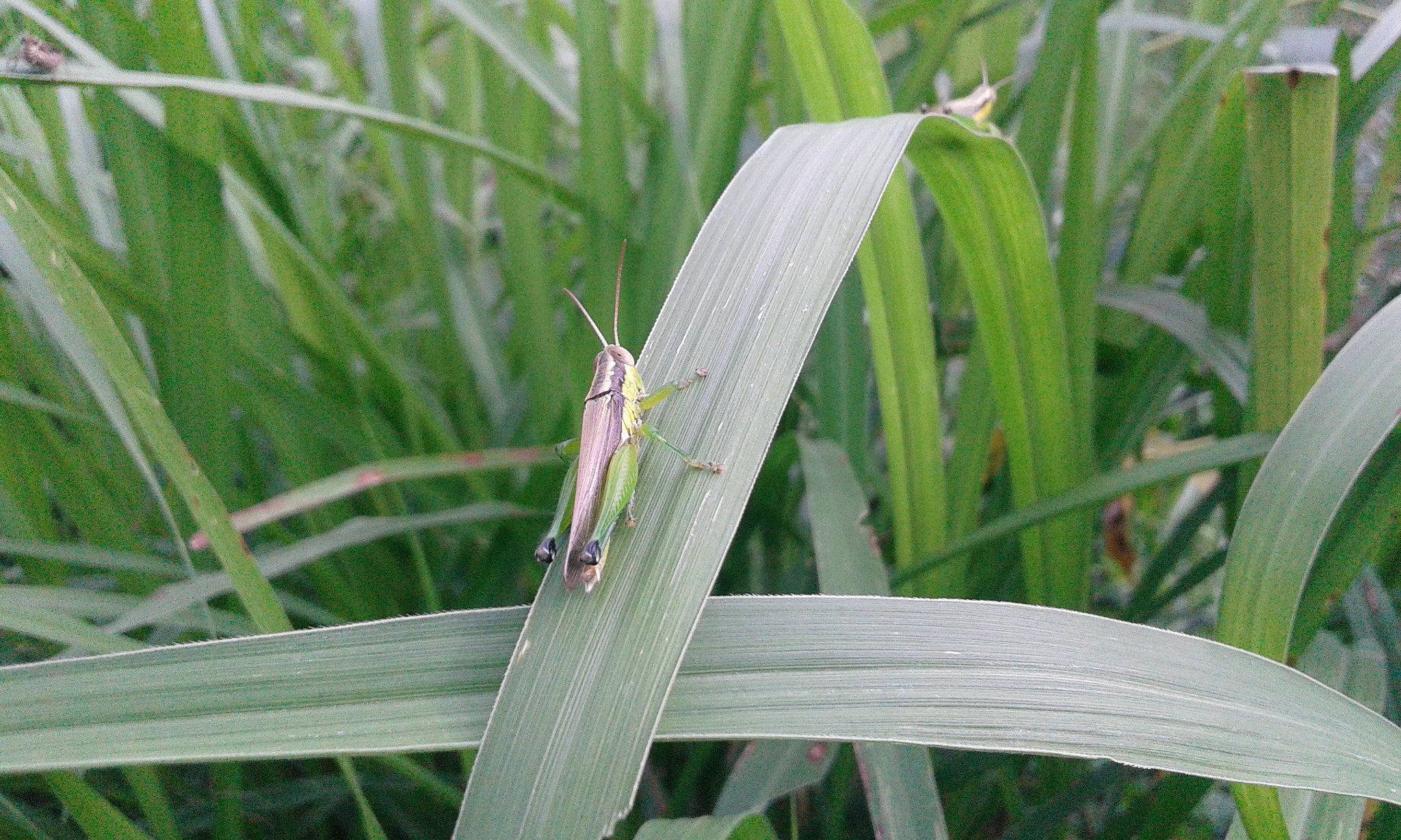 Samsung Galaxy Grand Neo sample photo