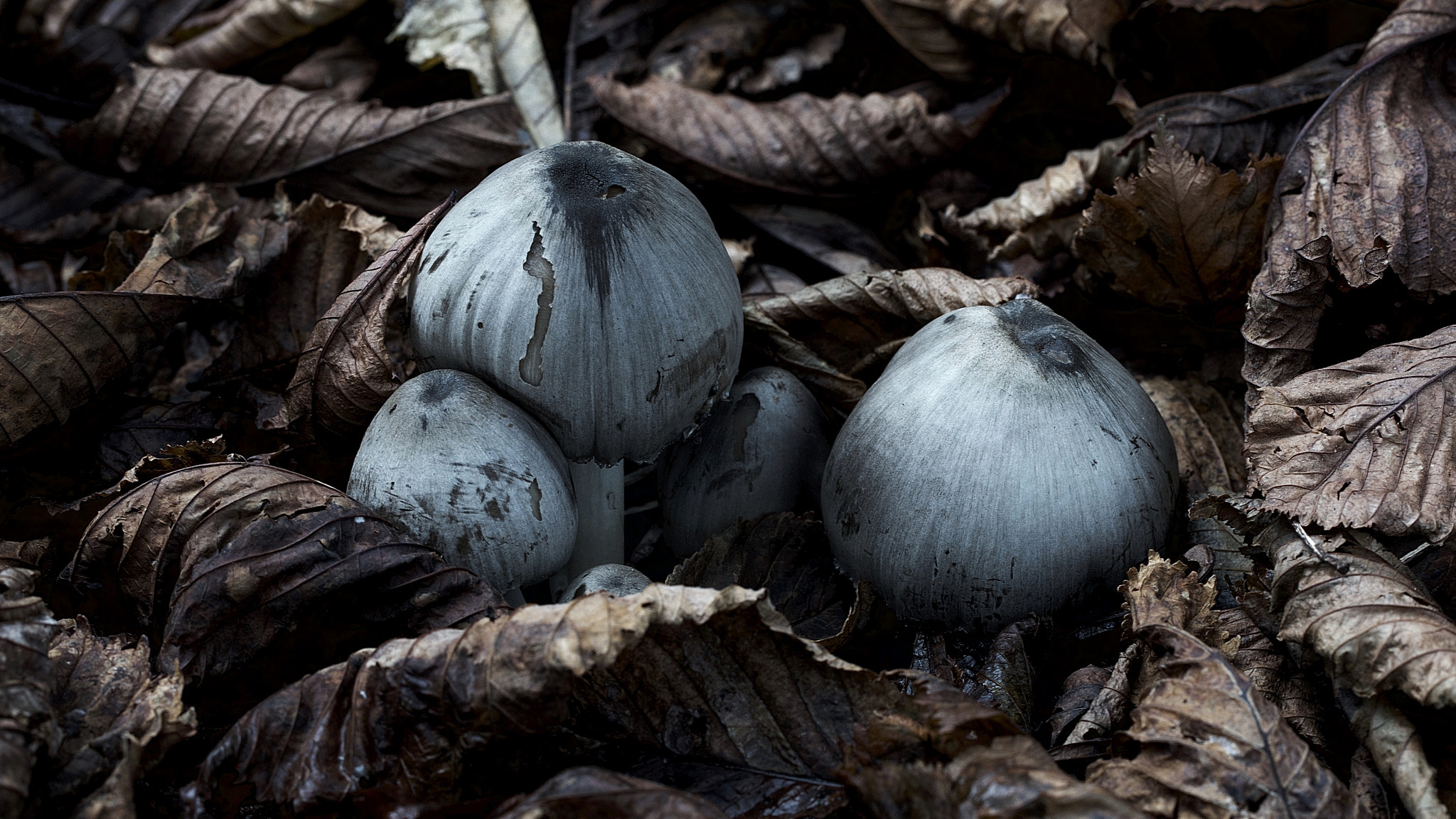 Canon EOS-1Ds Mark III sample photo. Mushroom still live. photography