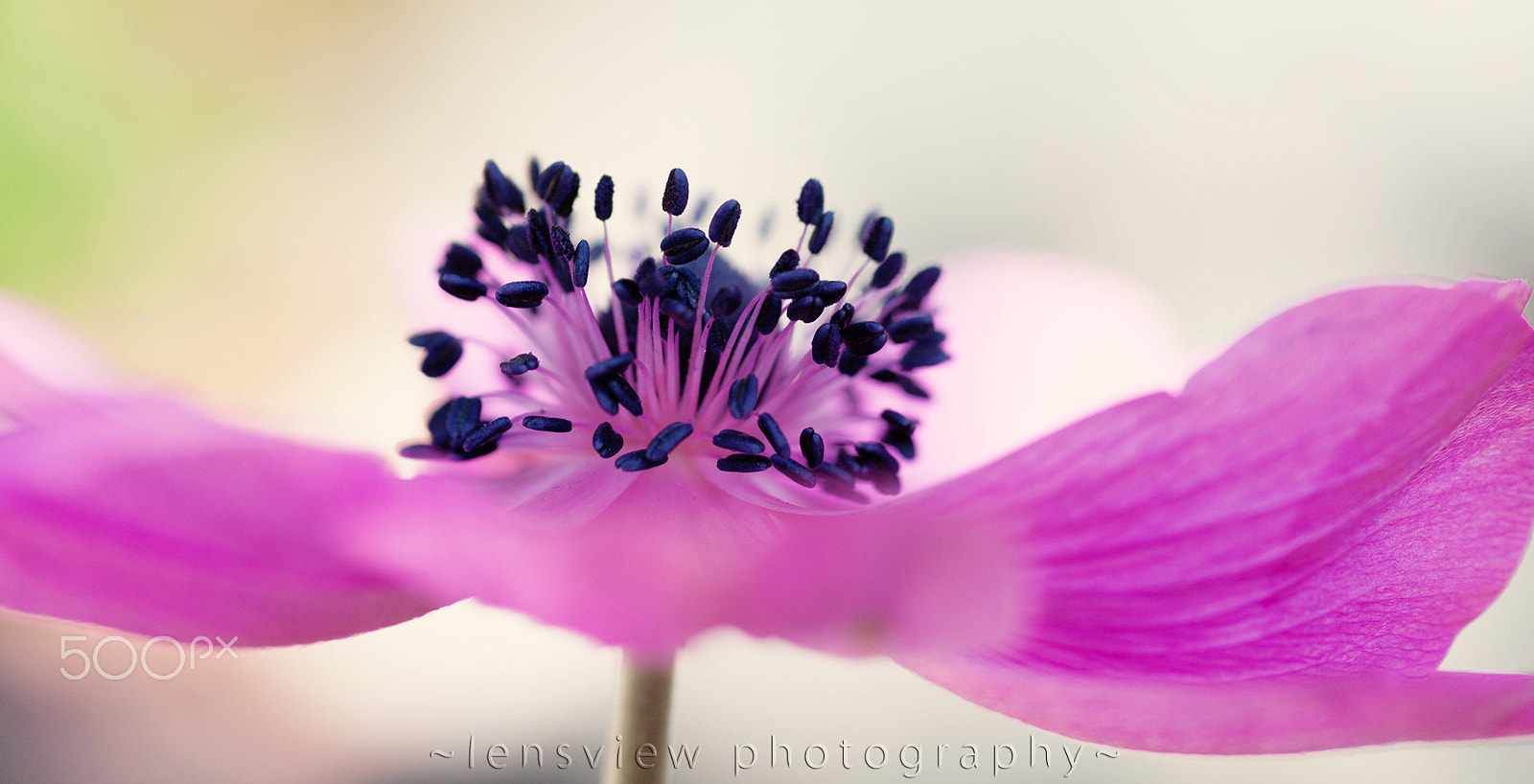 Sigma 105mm F2.8 EX DG Macro sample photo. Tiny dancers photography