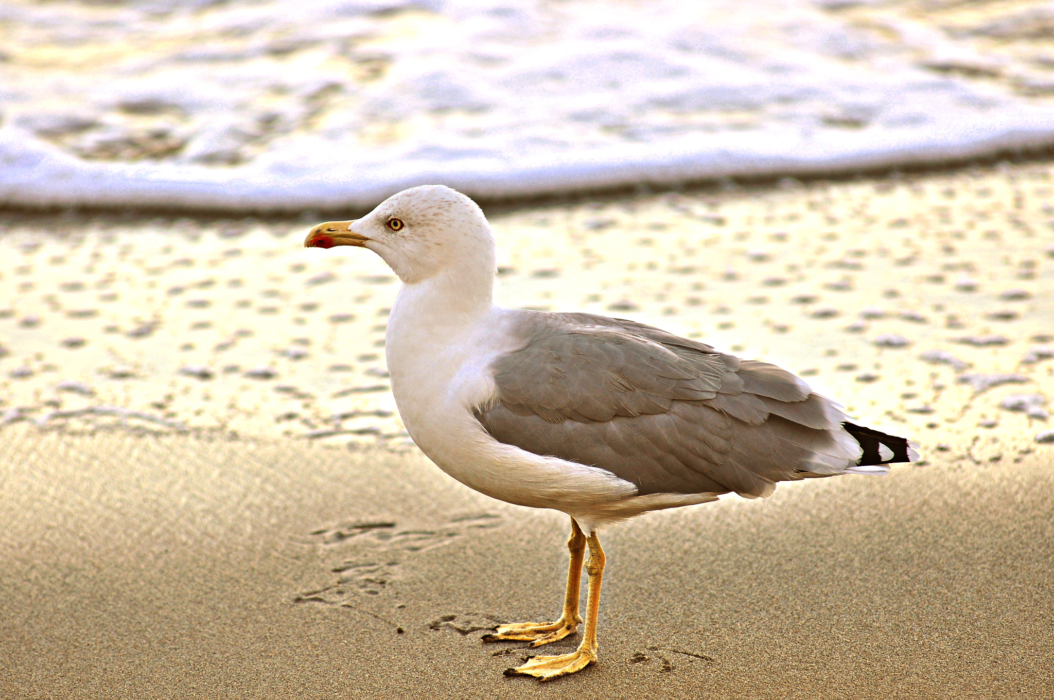 Nikon AF-Nikkor 80-200mm F2.8D ED sample photo. Bird photography