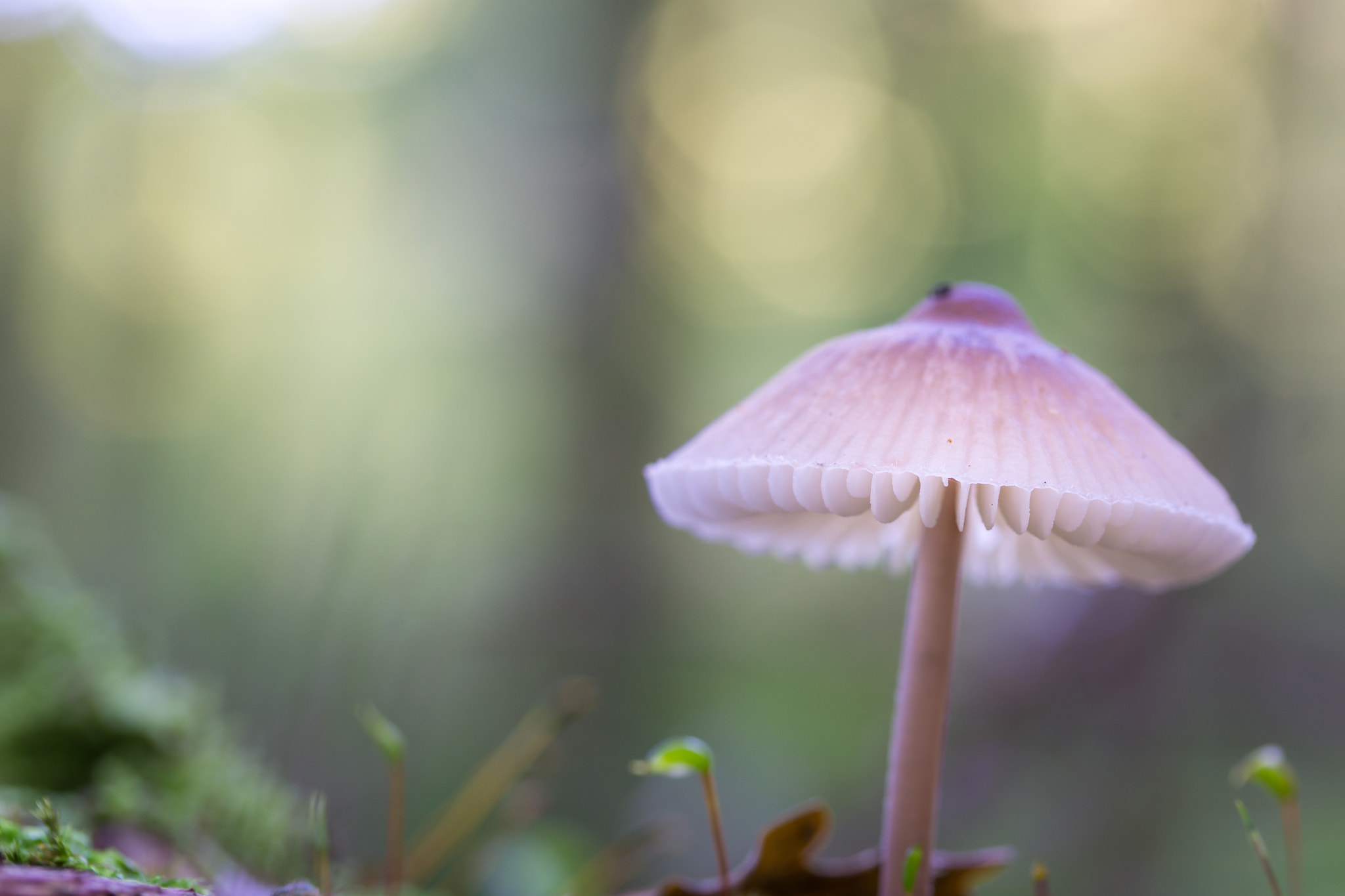 Tamron 18-270mm F3.5-6.3 Di II PZD sample photo. Pilz im sonnenlicht photography