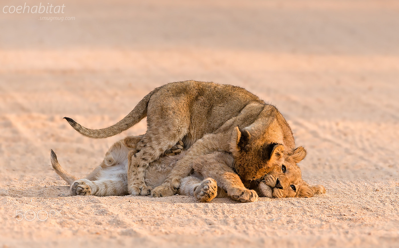 Nikon AF-S Nikkor 200-400mm F4G ED-IF VR sample photo. 'a bit of ruff and tumble' photography