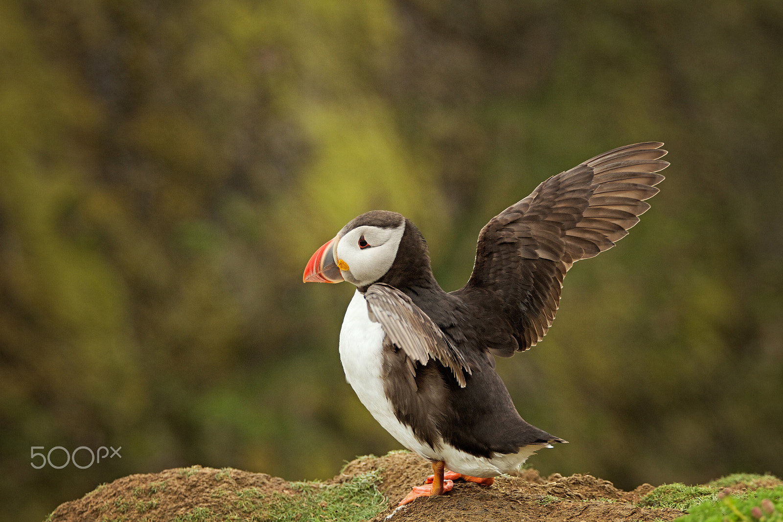 Canon EF 70-200mm F4L USM sample photo. Puffin stretching its wings photography