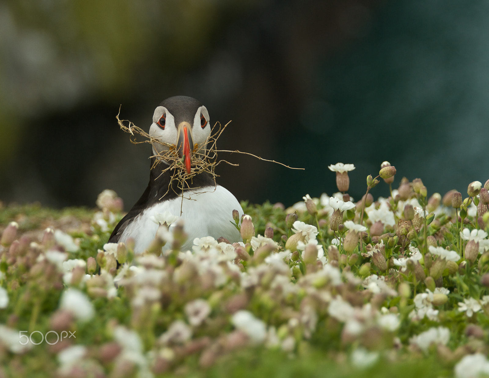 Canon EF 70-200mm F4L USM sample photo. Puffin nest collecting photography