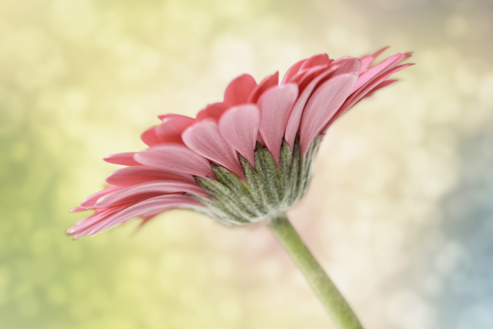 Canon EOS 750D (EOS Rebel T6i / EOS Kiss X8i) + Canon EF 50mm F2.5 Macro sample photo. Pink gerbera photography