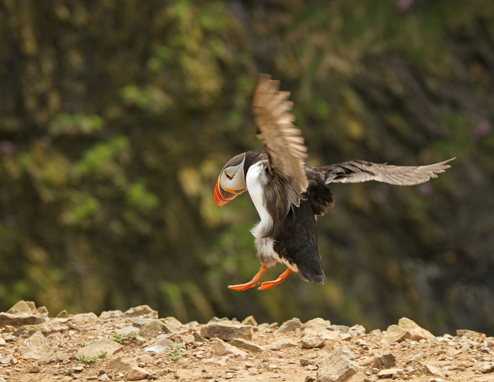 Canon EOS 7D + Canon EF 70-200mm F4L USM sample photo. Puffin landing photography