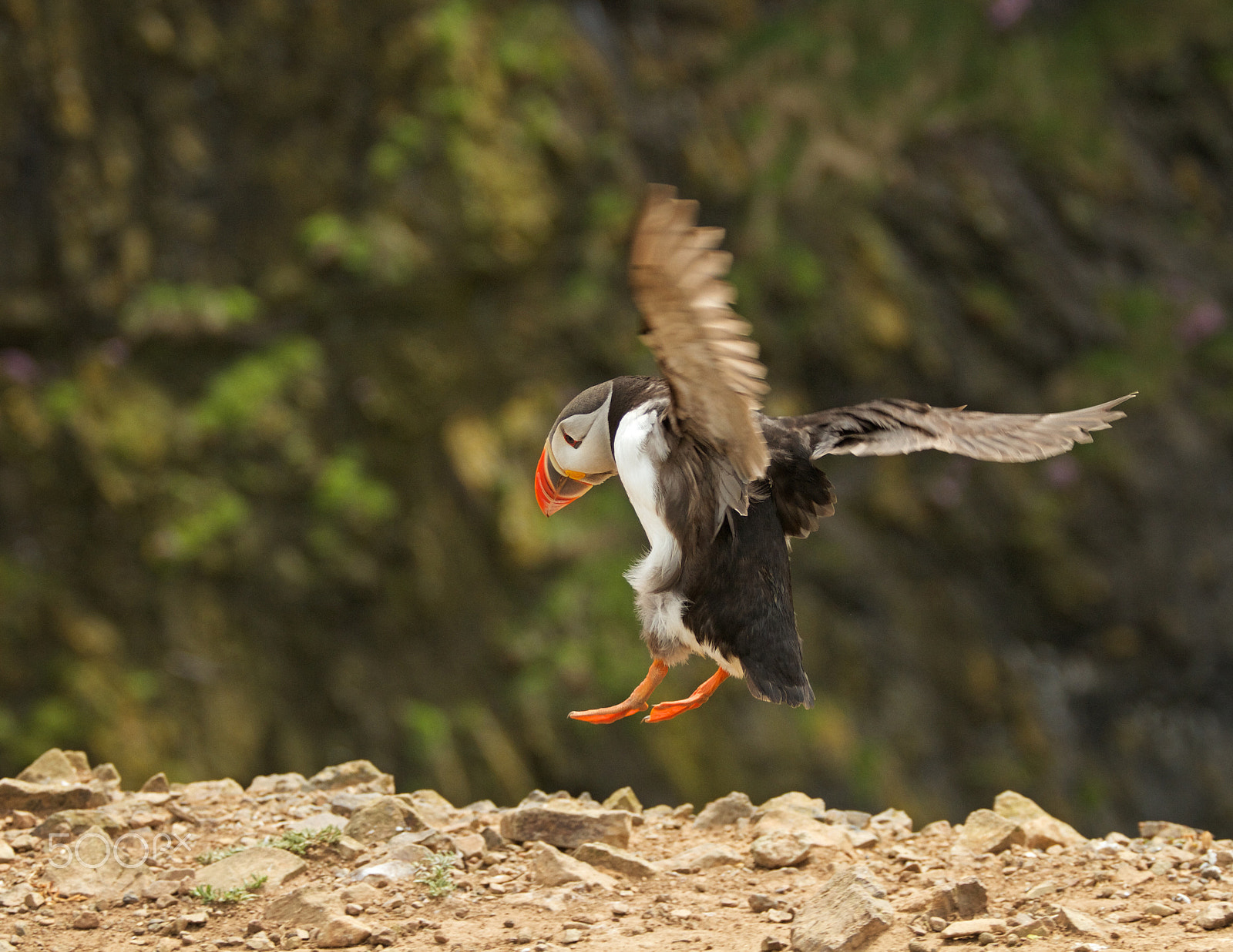 Canon EF 70-200mm F4L USM sample photo. Puffin landing photography