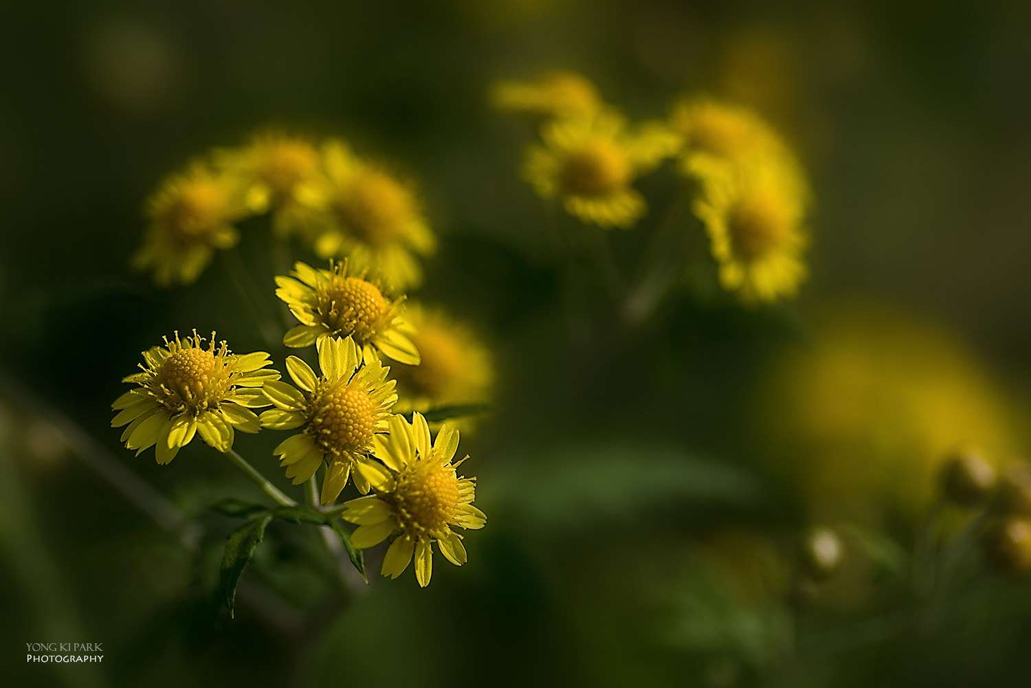 Pentax smc D-FA 100mm F2.8 macro sample photo. Time of sensibility photography