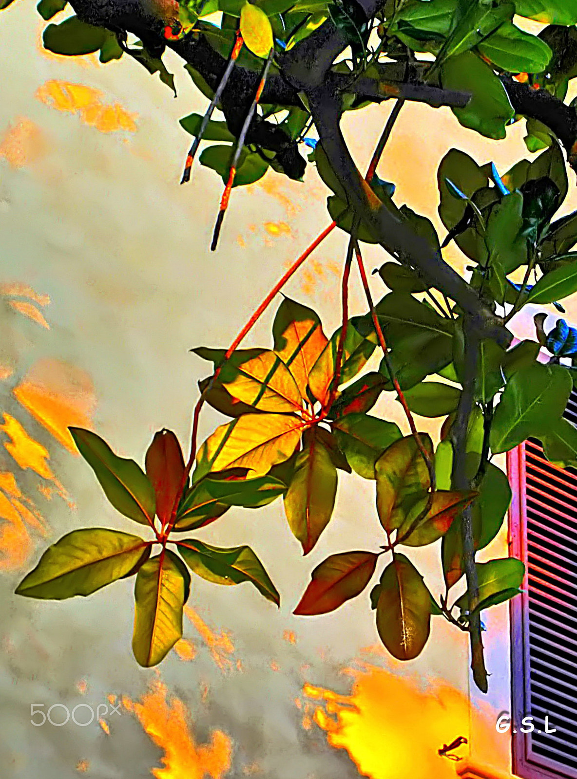 KONICA MINOLTA DIGITAL CAMERA KD-400Z sample photo. La fenêtre au magnolia photography