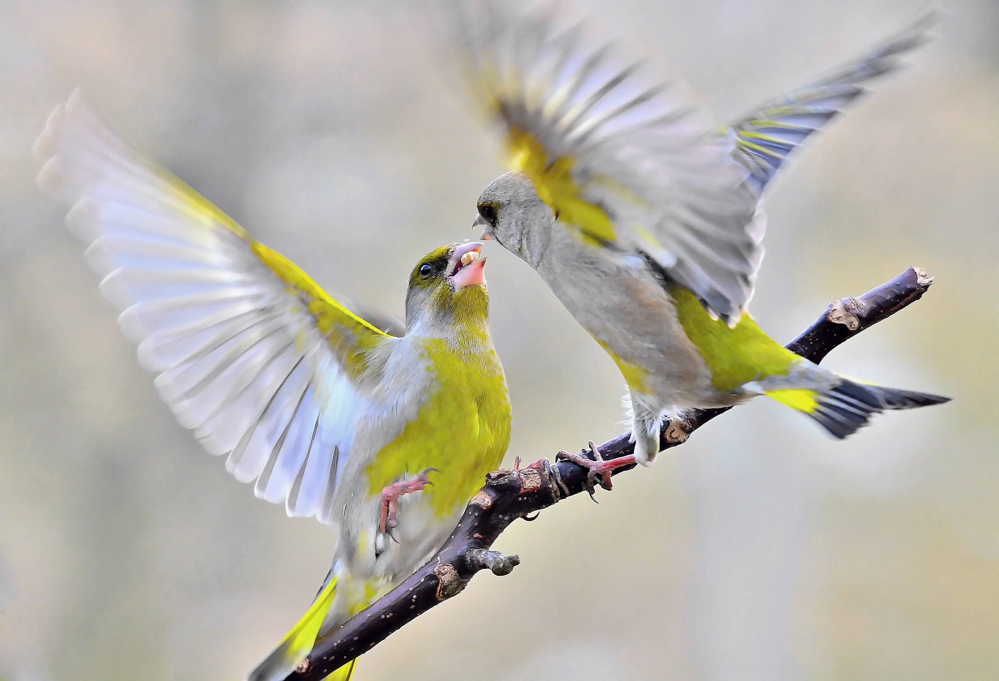 Nikon D5100 + Sigma 120-400mm F4.5-5.6 DG OS HSM sample photo. Greenfinches photography