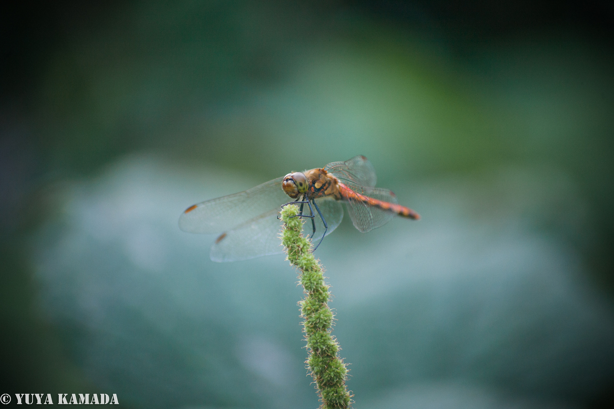 Canon EF 35-80mm f/4-5.6 sample photo. Dragonfly photography