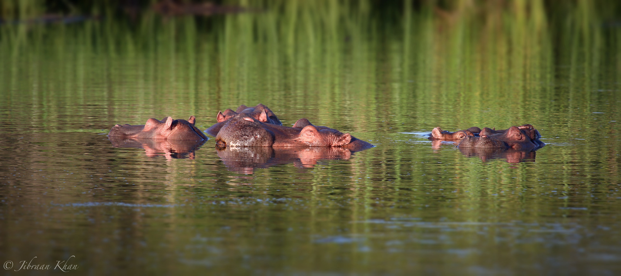 Canon EF 100-400mm F4.5-5.6L IS USM sample photo. Hippos at the nairobi national park photography