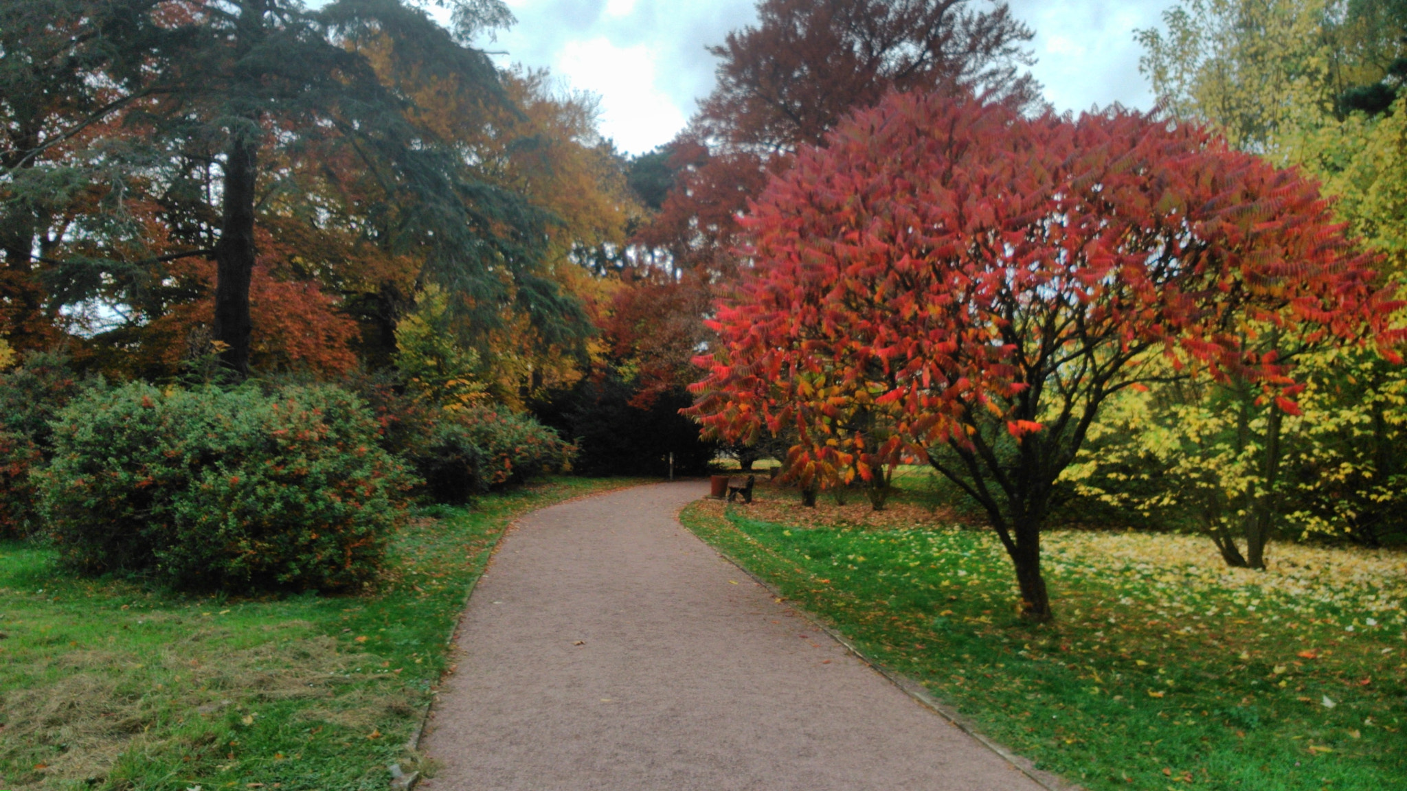 Sony Xperia L sample photo. Red tree  photography