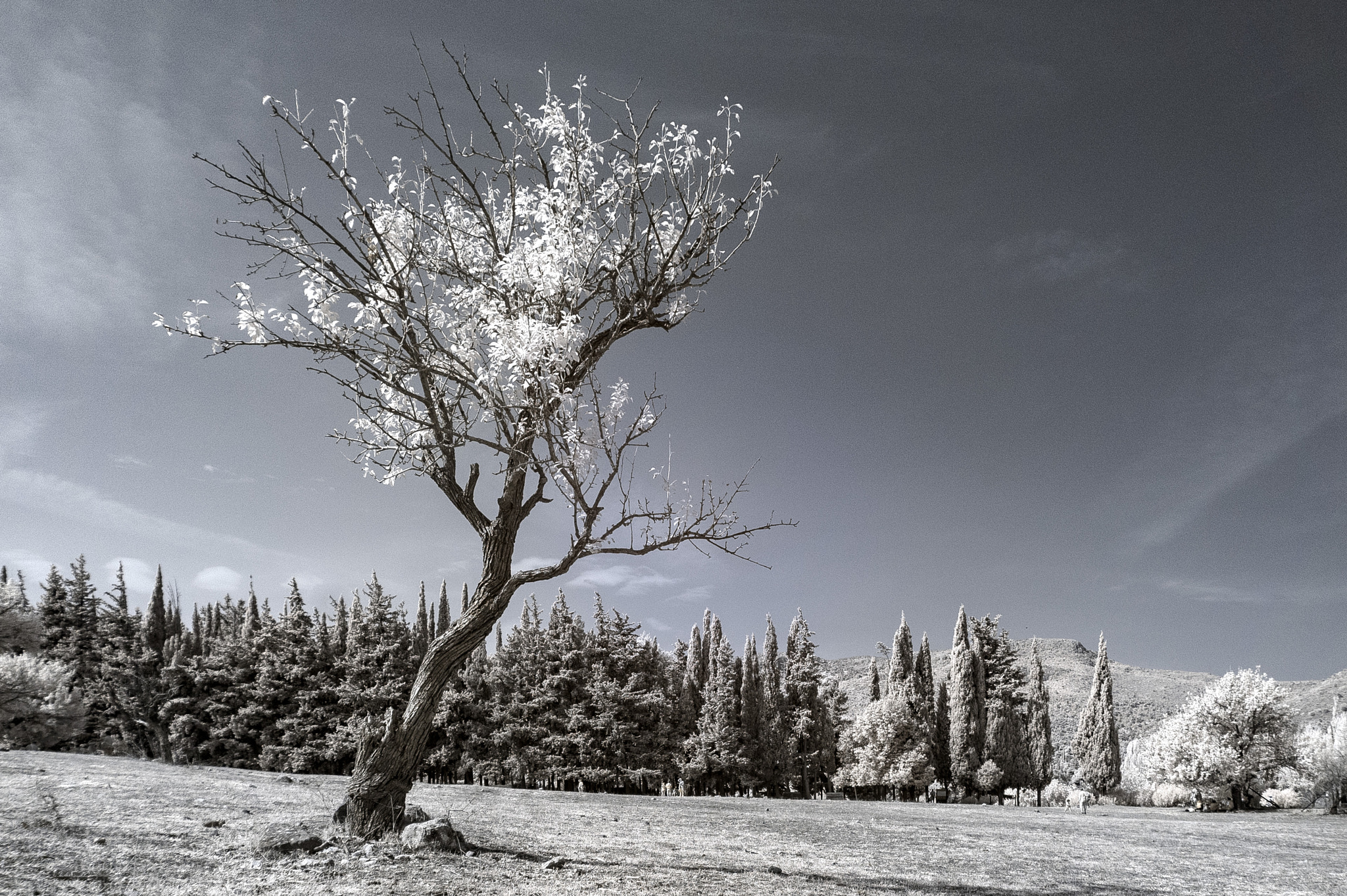 Sony E 16-50mm F3.5-5.6 PZ OSS sample photo. Solitary tree photography