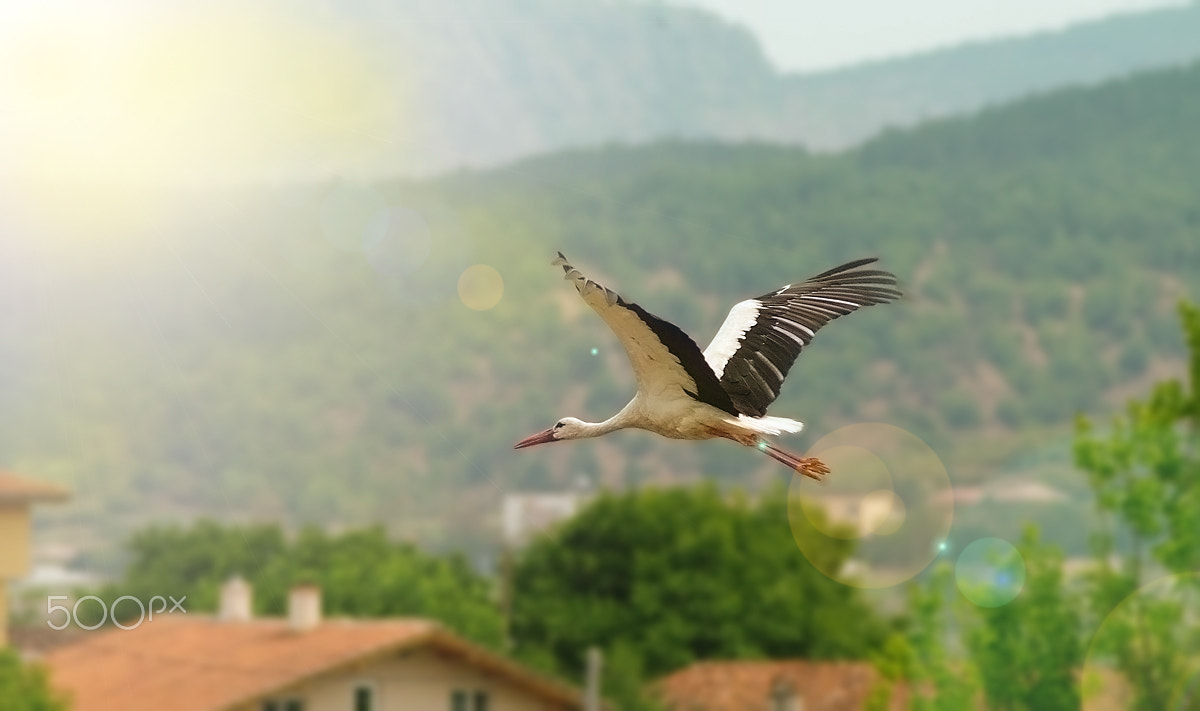 Tamron AF 70-300mm F4-5.6 Di LD Macro sample photo. (),,,, photography