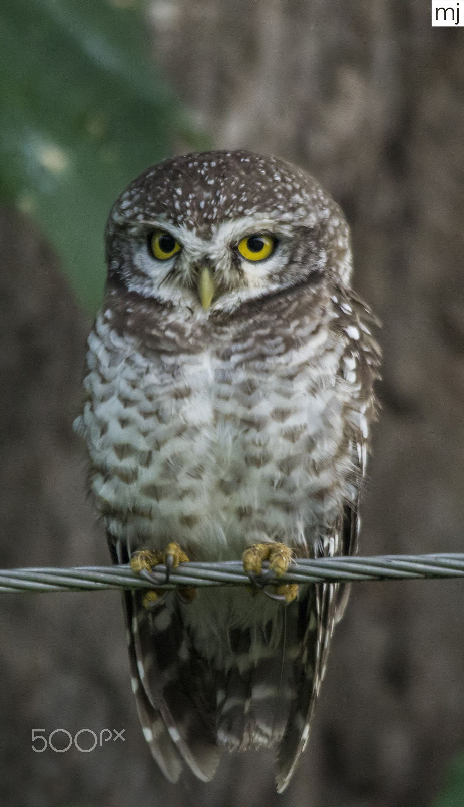 Sigma 150-500mm F5-6.3 DG OS HSM sample photo. Spotted owlet photography