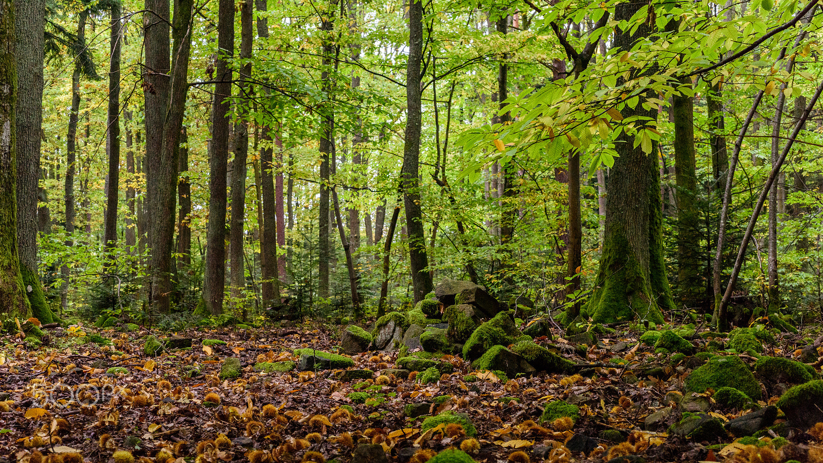 Nikon D810 + Nikon AF Micro-Nikkor 60mm F2.8D sample photo. The forest photography