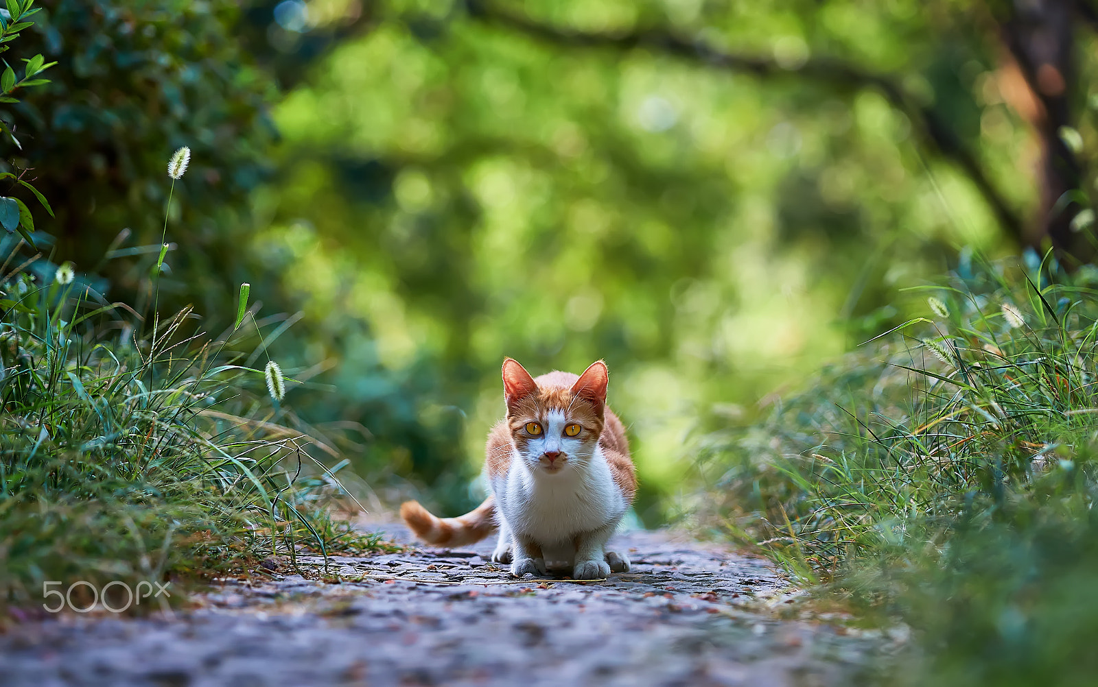 Minolta/Sony AF 70-200mm F2.8 G sample photo. Encounter photography