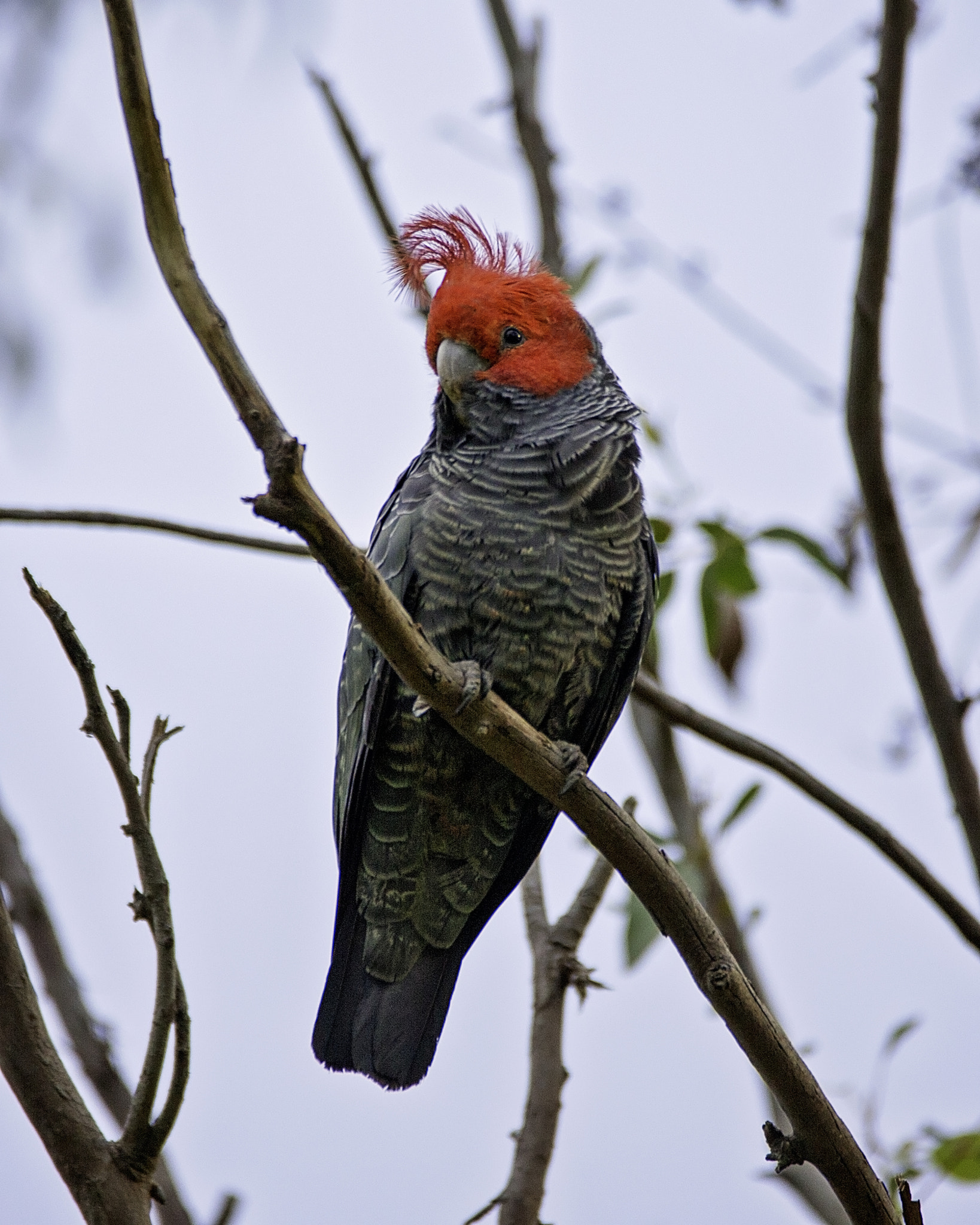 Canon EOS-1D C + Tamron SP 150-600mm F5-6.3 Di VC USD sample photo. Gang gang cockatoo photography