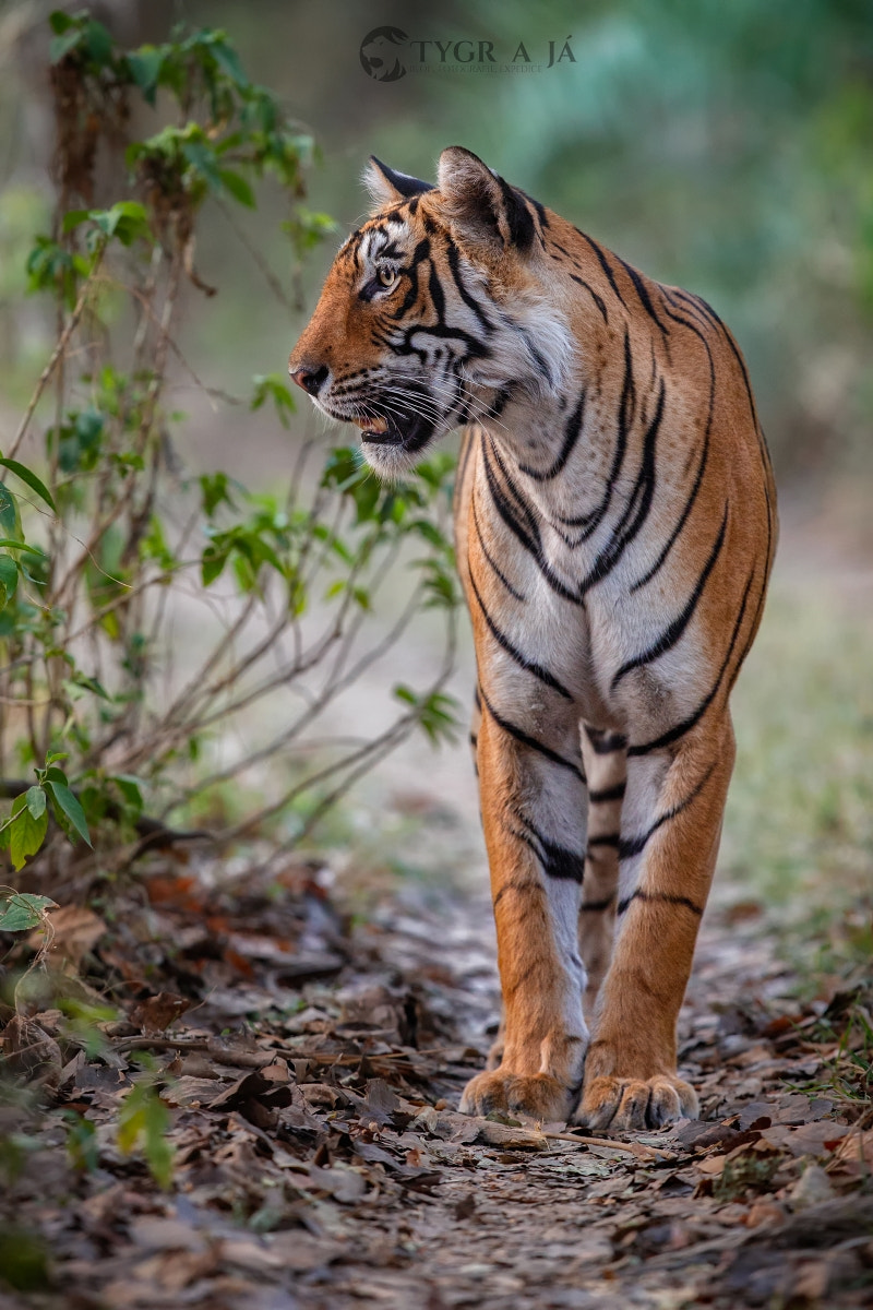 Canon EF 300mm F2.8L IS II USM sample photo. This is her jungle! photography