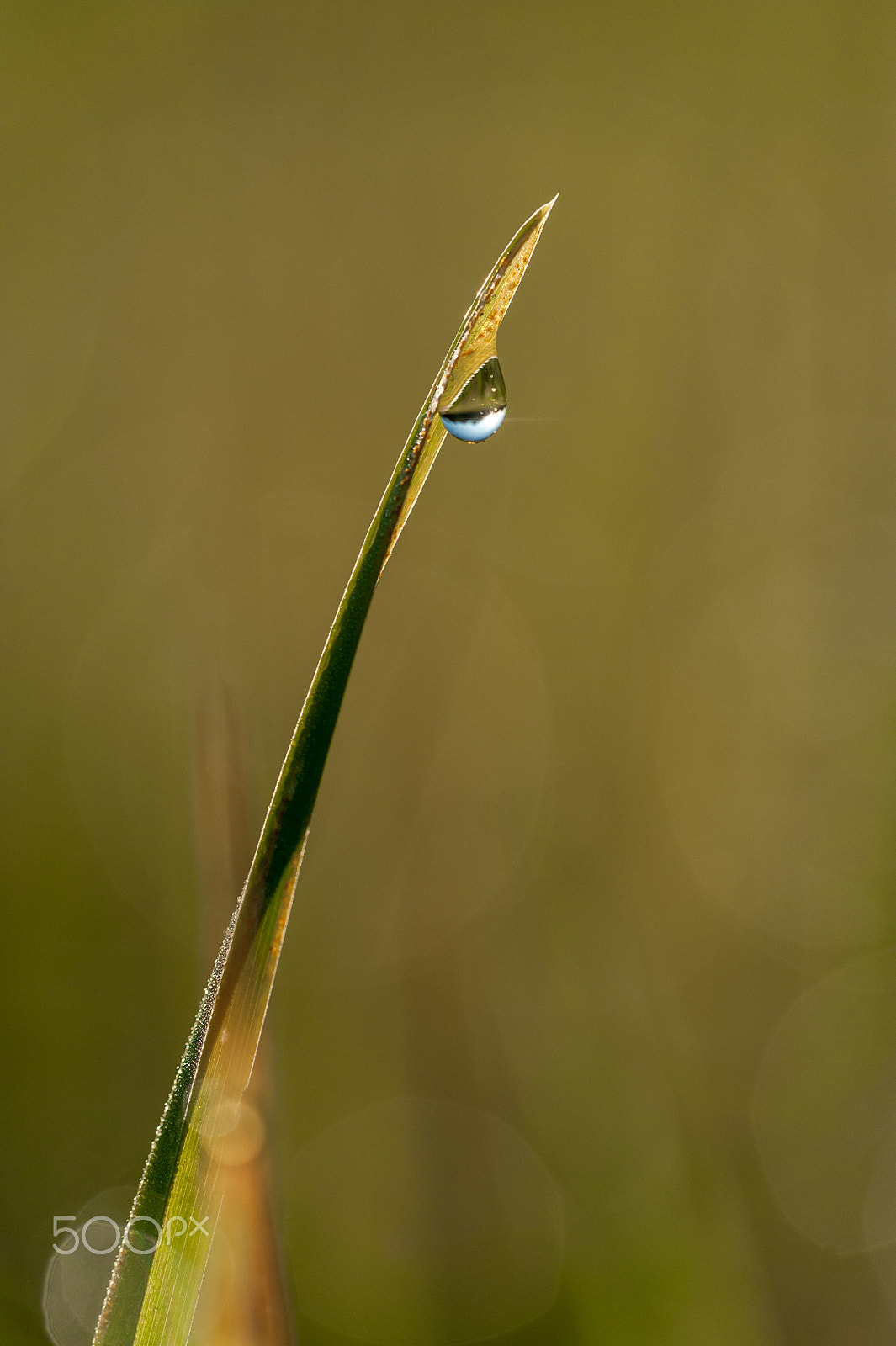 Nikon D700 + Sigma 150mm F2.8 EX DG Macro HSM sample photo. Drop photography