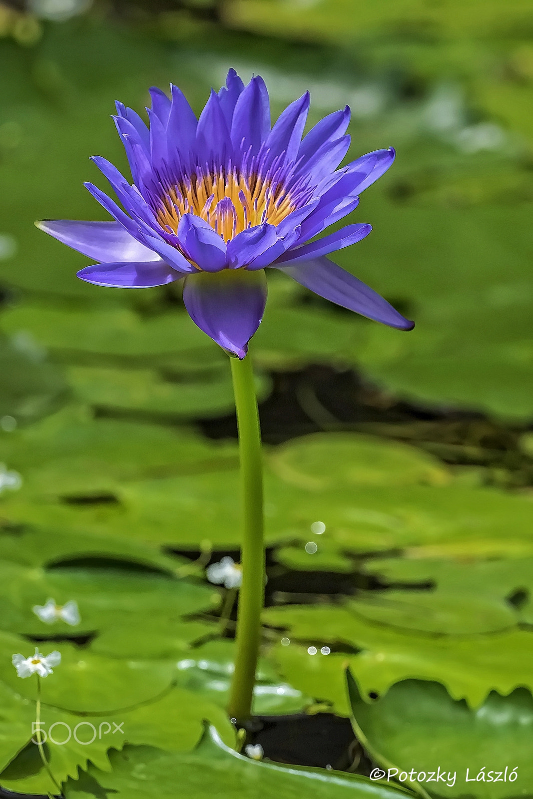 Olympus OM-D E-M1 + OLYMPUS M.300mm F4.0 sample photo. Blue lotus photography