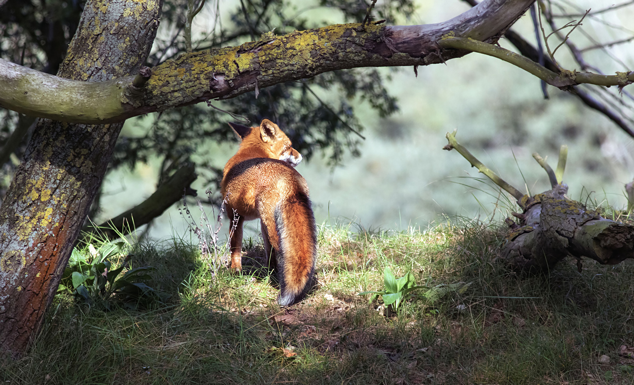 Canon EF 400mm F5.6L USM sample photo. Red fox photography