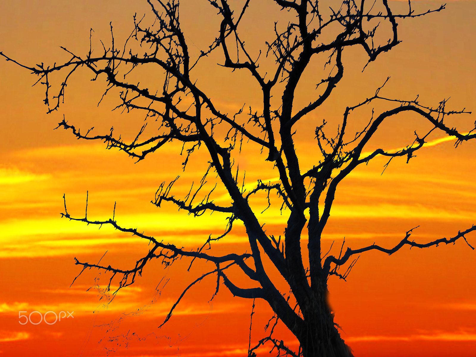 Nikon Coolpix S2900 sample photo. Arbol solo photography