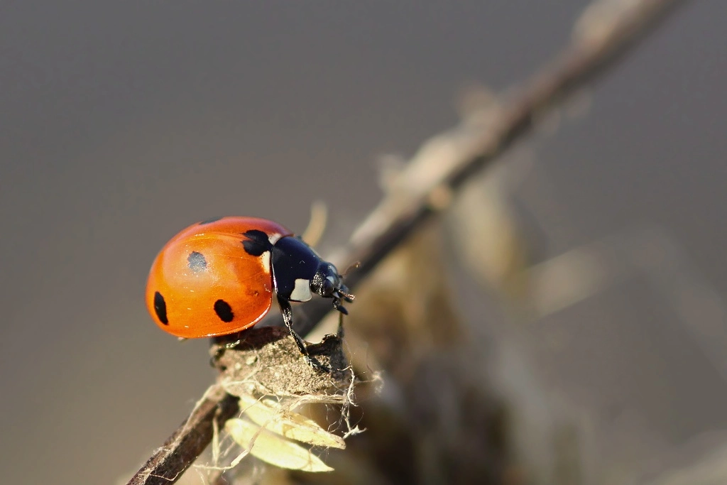 Canon EOS 1200D (EOS Rebel T5 / EOS Kiss X70 / EOS Hi) + Sigma 105mm F2.8 EX DG Macro sample photo. Autumn ladybird.. photography