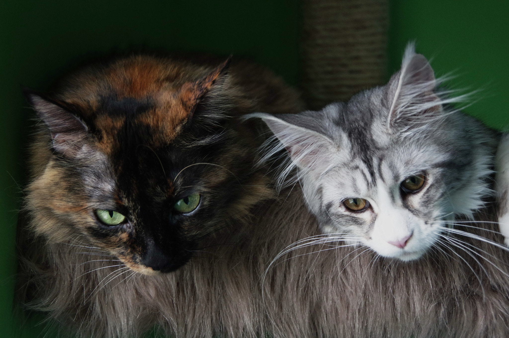 Pentax K-3 II sample photo. Four eyes. photography