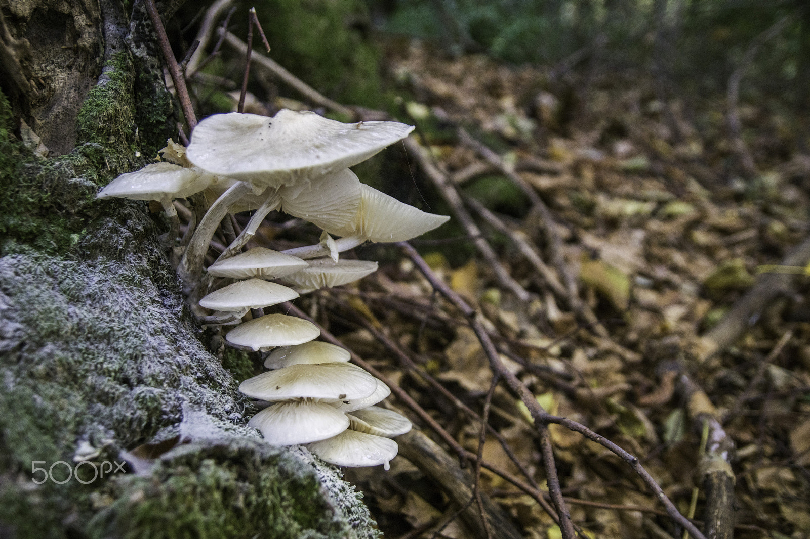 Sony ILCA-77M2 sample photo. Mushrooms photography