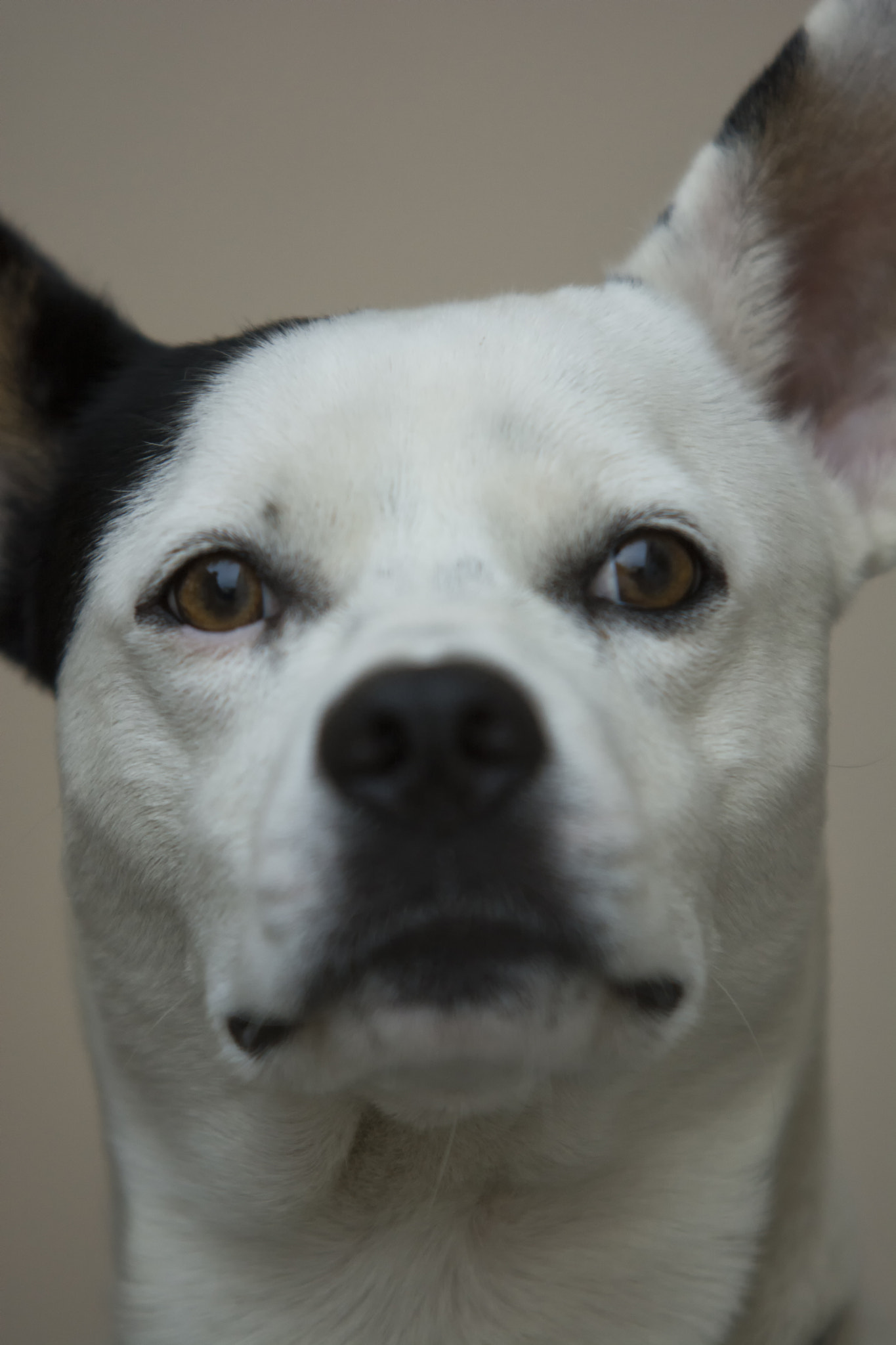 Nikon D5200 + Sigma 70-200mm F2.8 EX DG OS HSM sample photo. Nino, my dog photography