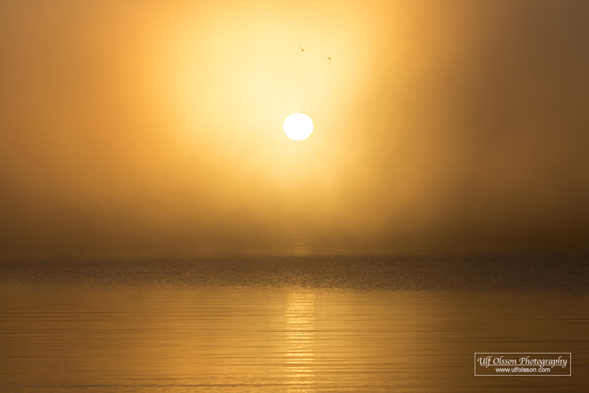 Nikon D610 + Tamron SP 90mm F2.8 Di VC USD 1:1 Macro (F004) sample photo. Sunrice and birds in the morning mist photography