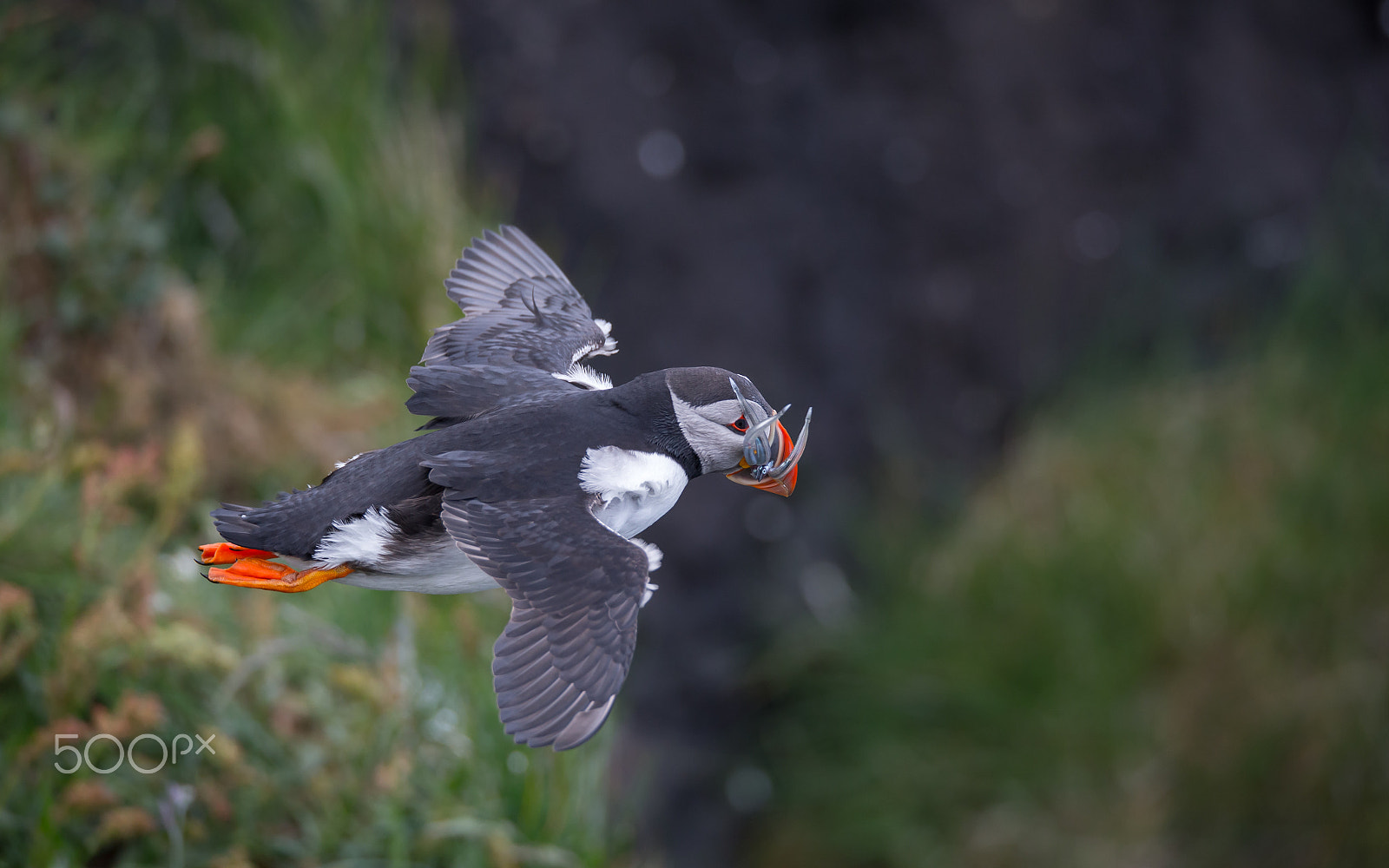 150-600mm F5-6.3 DG OS HSM | Sports 014 sample photo. Puffin photography
