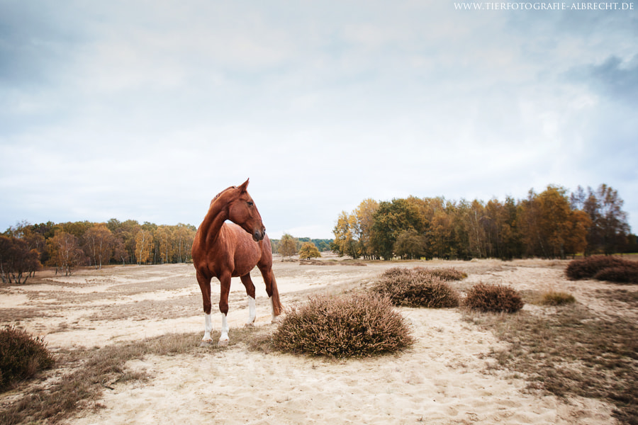 Canon EOS-1D Mark III sample photo. Bella photography