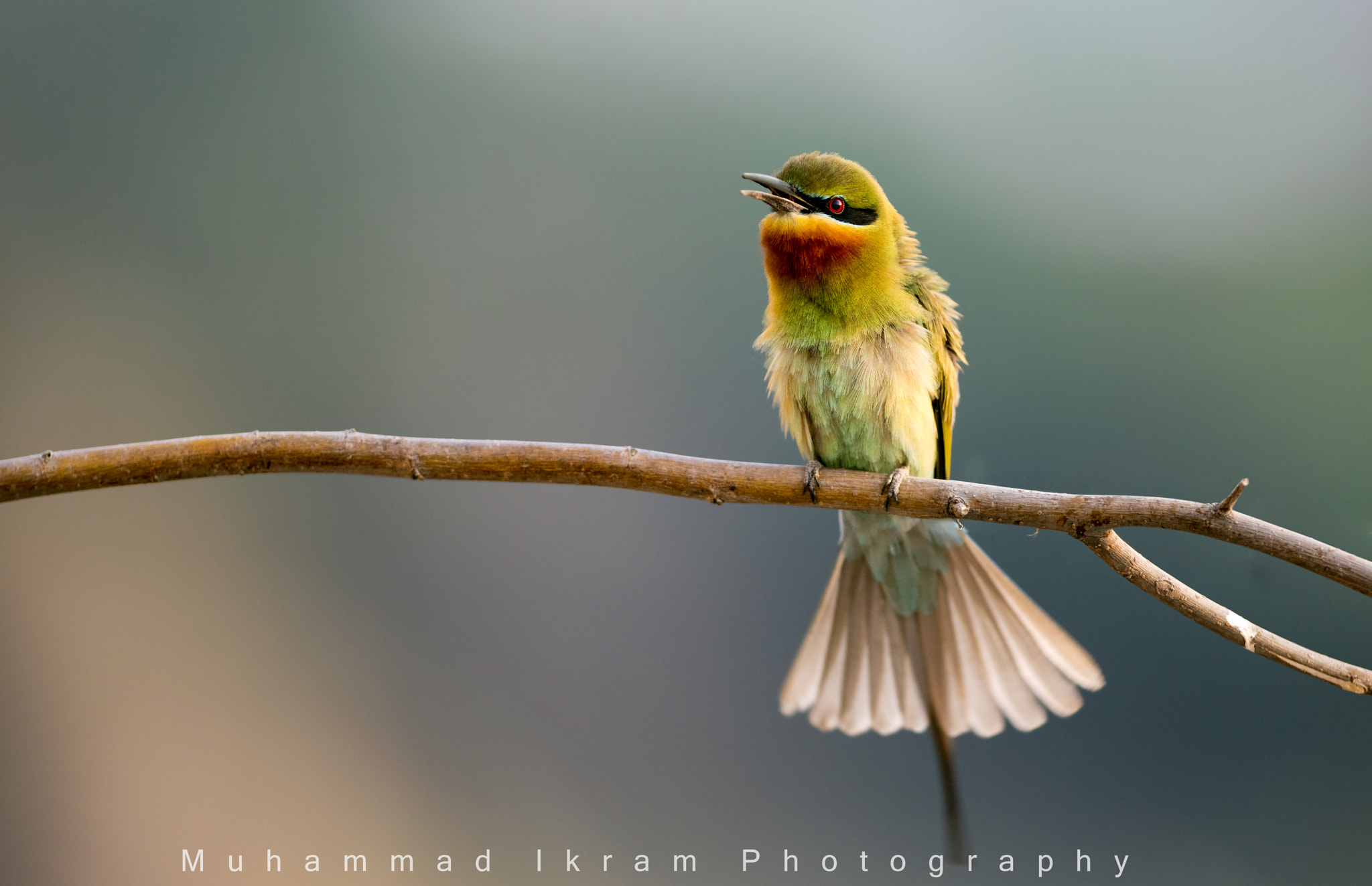 Canon EOS 5DS sample photo. Blue tailed bee eater photography