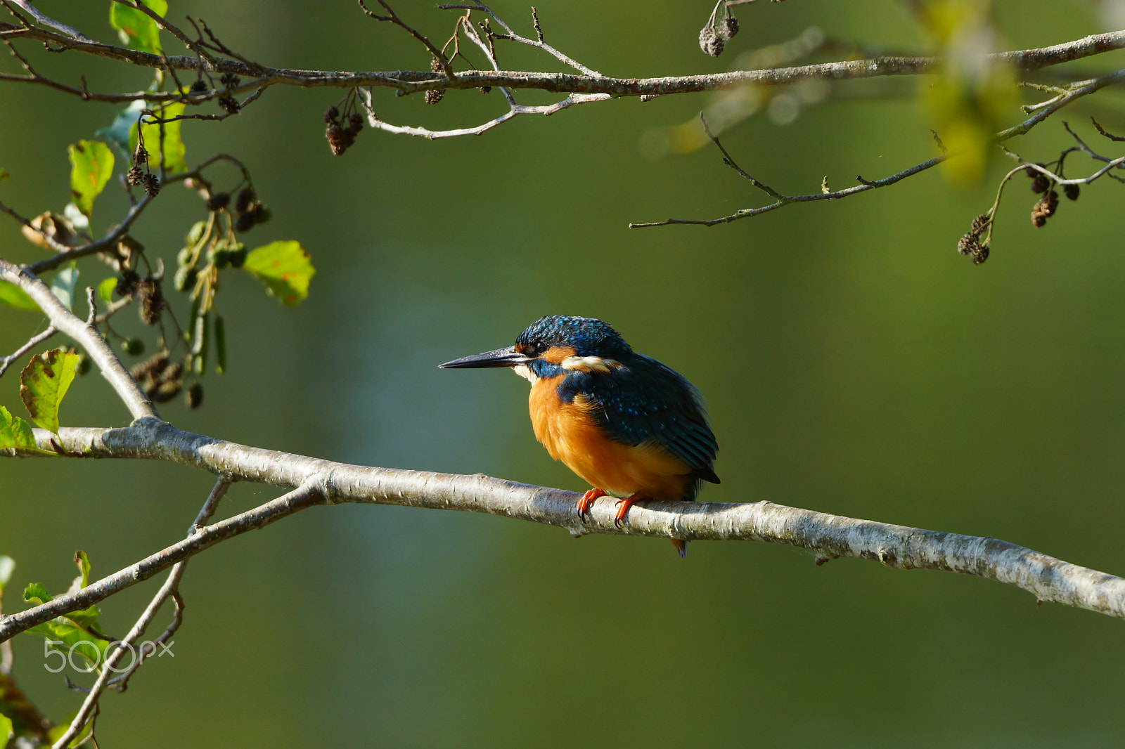 Sony SLT-A77 + Sony 70-400mm F4-5.6 G SSM sample photo. Martin pecheur photography