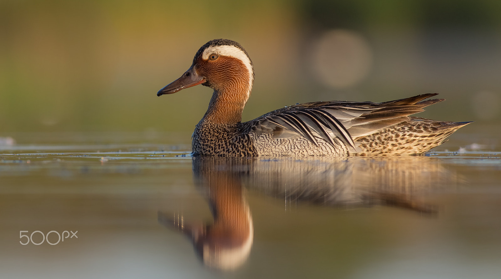 Canon EOS 6D + Canon EF 400mm F5.6L USM sample photo. Anas querquedula / garganey photography