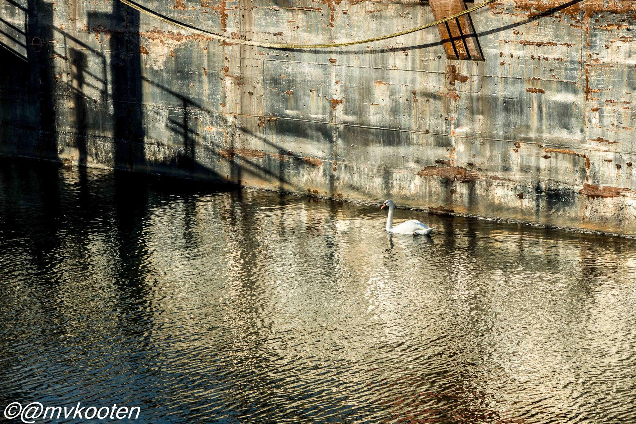 Sony SLT-A65 (SLT-A65V) sample photo. Swan photography