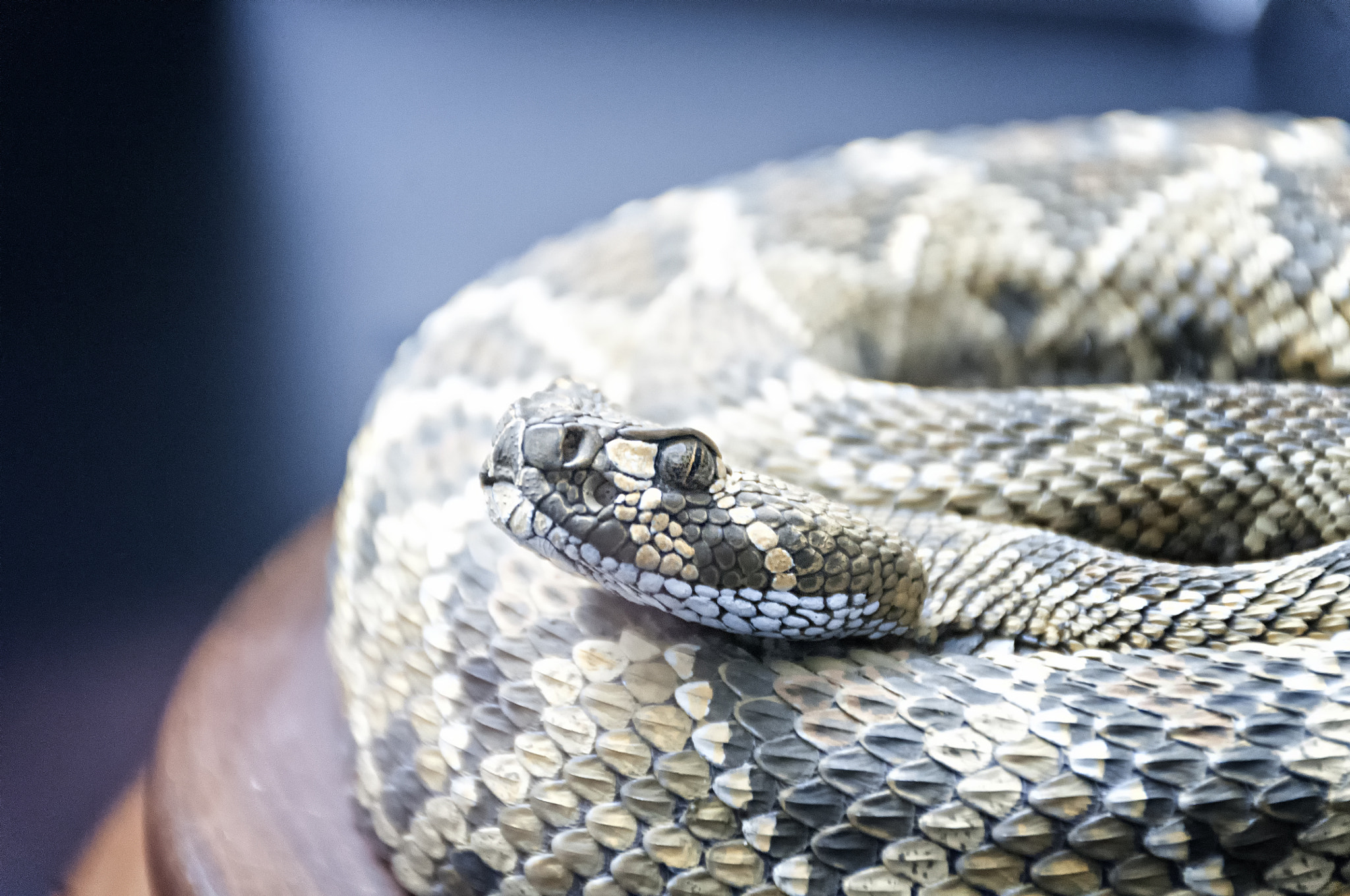 Nikon D300 sample photo. Serpiente photography