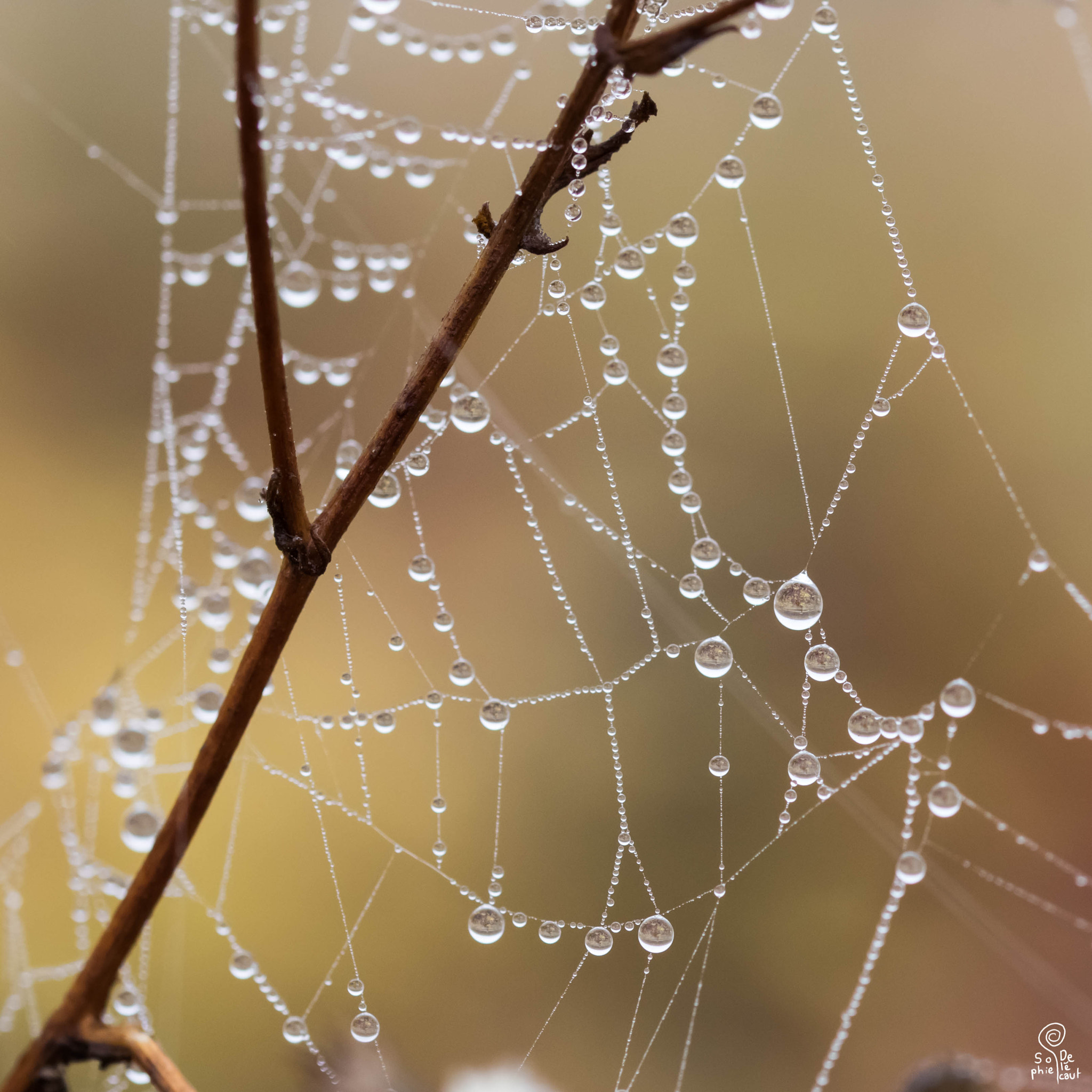 Sigma 105mm F2.8 EX DG OS HSM sample photo. Sa photography