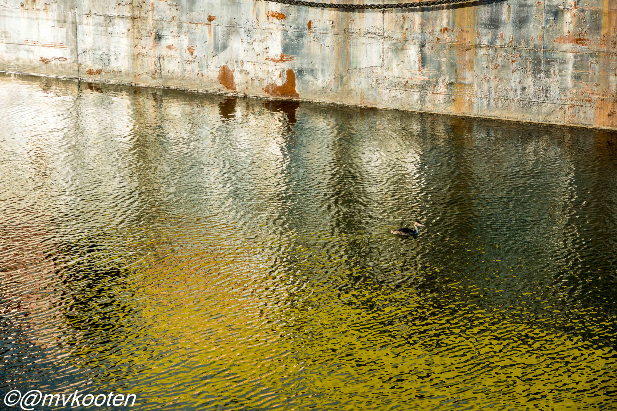 Sony SLT-A65 (SLT-A65V) sample photo. Grebe photography