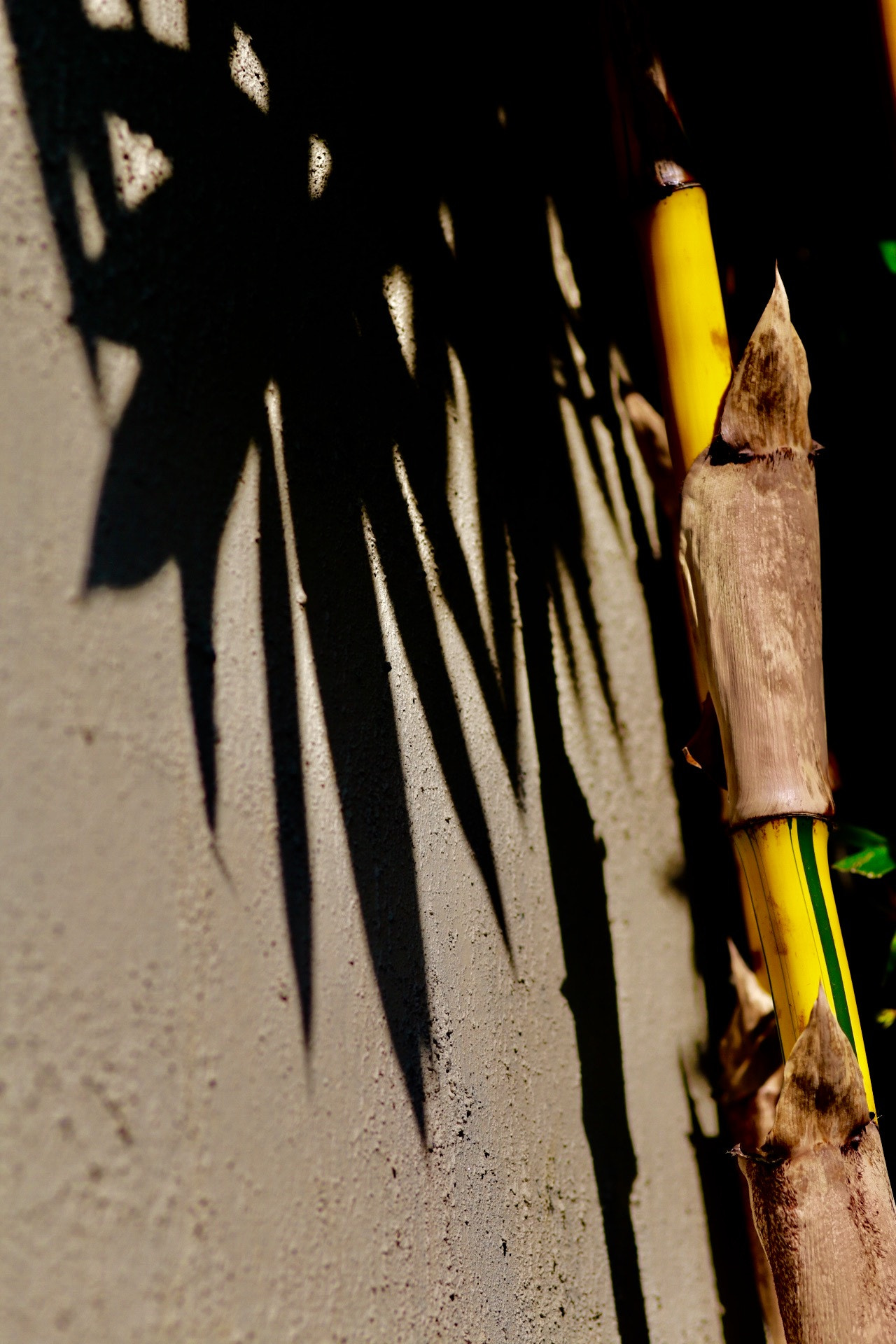 Canon EOS 6D + Canon EF 100mm F2.0 USM sample photo. Bamboo & shadow photography