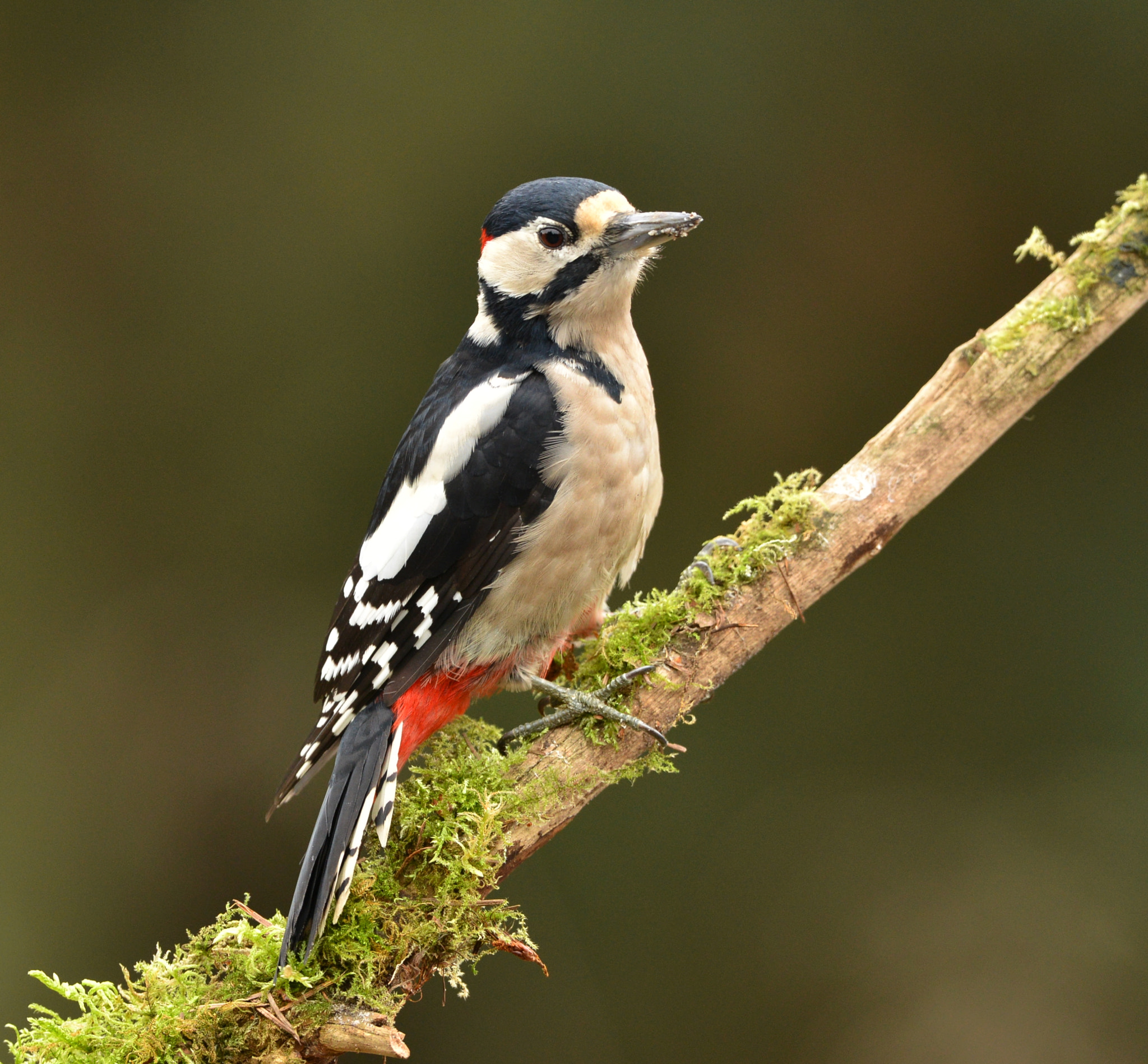 Nikon D600 + Nikon AF-S Nikkor 500mm F4G ED VR sample photo. Grote bonte specht photography