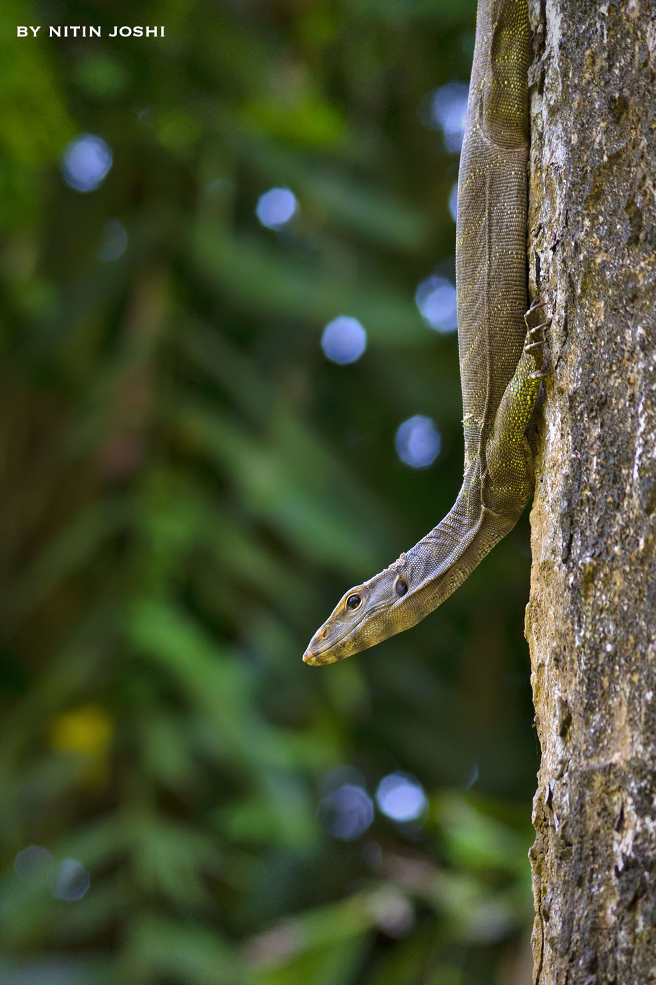 Sigma 150-500mm F5-6.3 DG OS HSM sample photo. Monitor lizard on tree photography