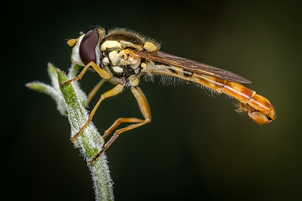 Nikon AF Micro-Nikkor 60mm F2.8D sample photo. Syrphidae photography